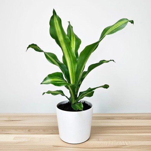 Dracaena Fragrans Burley Dracena Wonna P12 #1