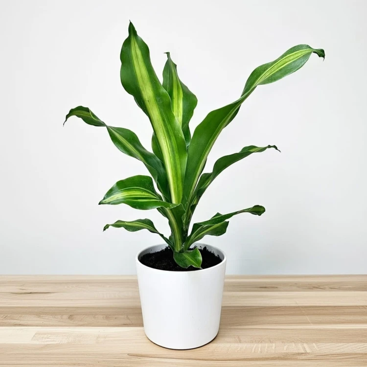 Dracaena Fragrans Burley Dracena Wonna P12 #1