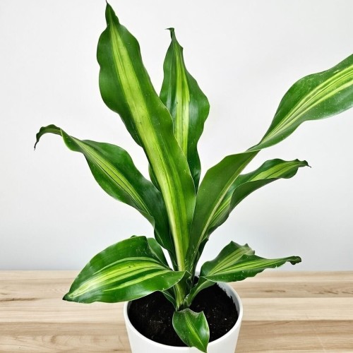 Dracaena Fragrans Burley Dracena Wonna P12 #2