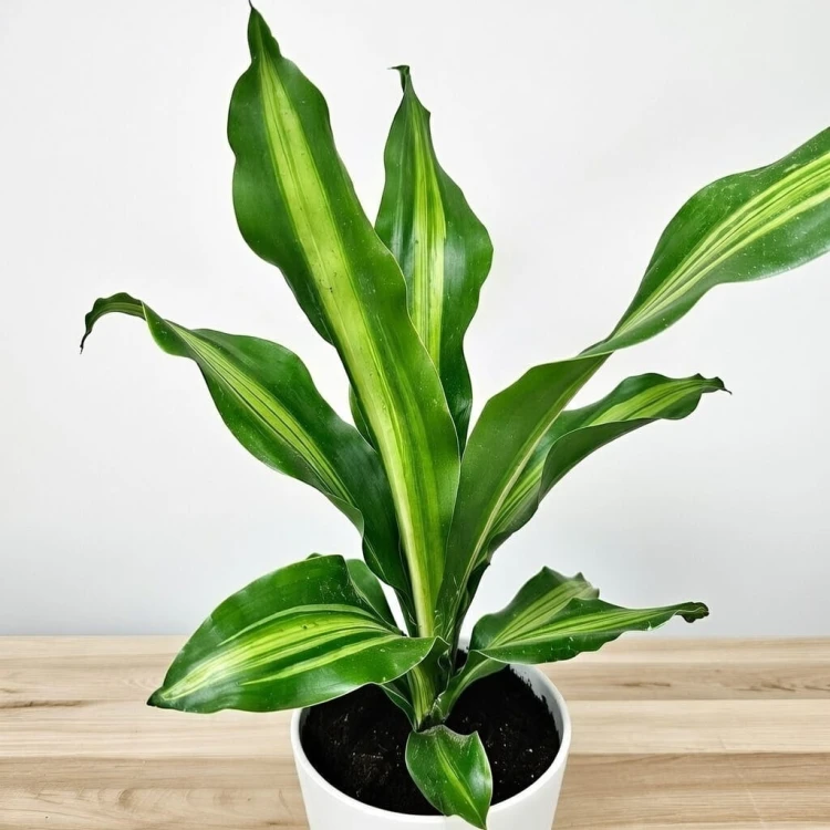 Dracaena Fragrans Burley Dracena Wonna P12 #2