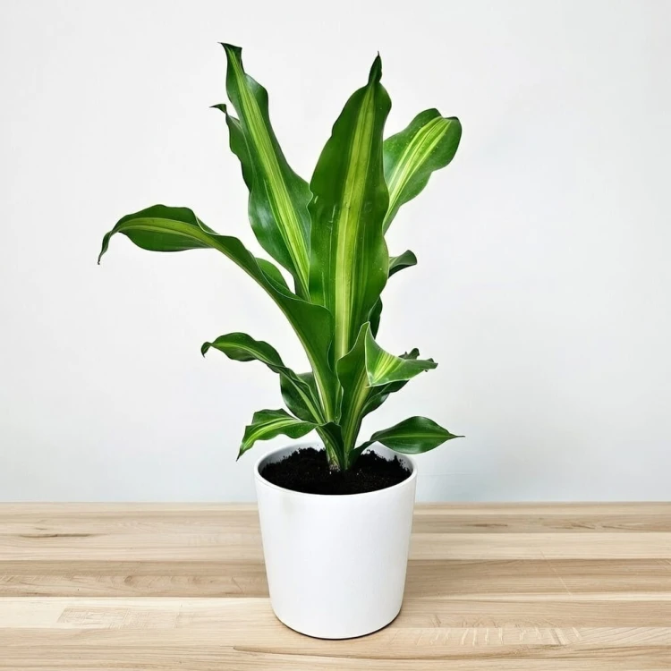 Dracaena Fragrans Burley Dracena Wonna P12 #3