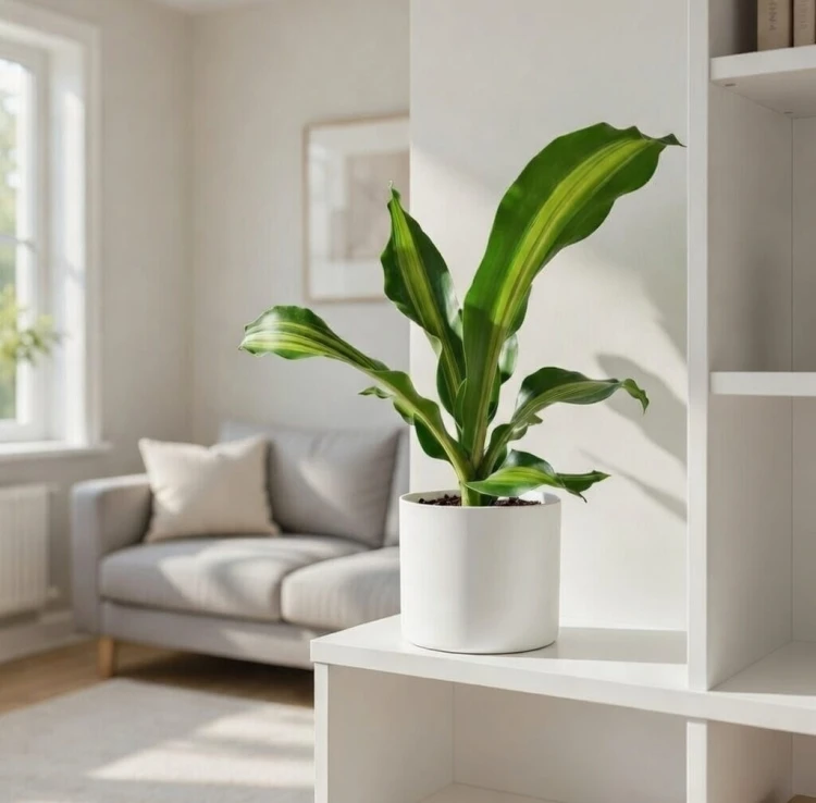 Dracaena Fragrans Burley Dracena Wonna P12 #4