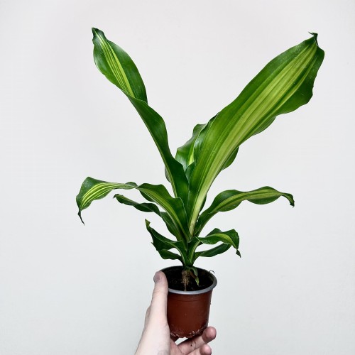 Dracaena Fragrans Burley Dracena Wonna P9 #1