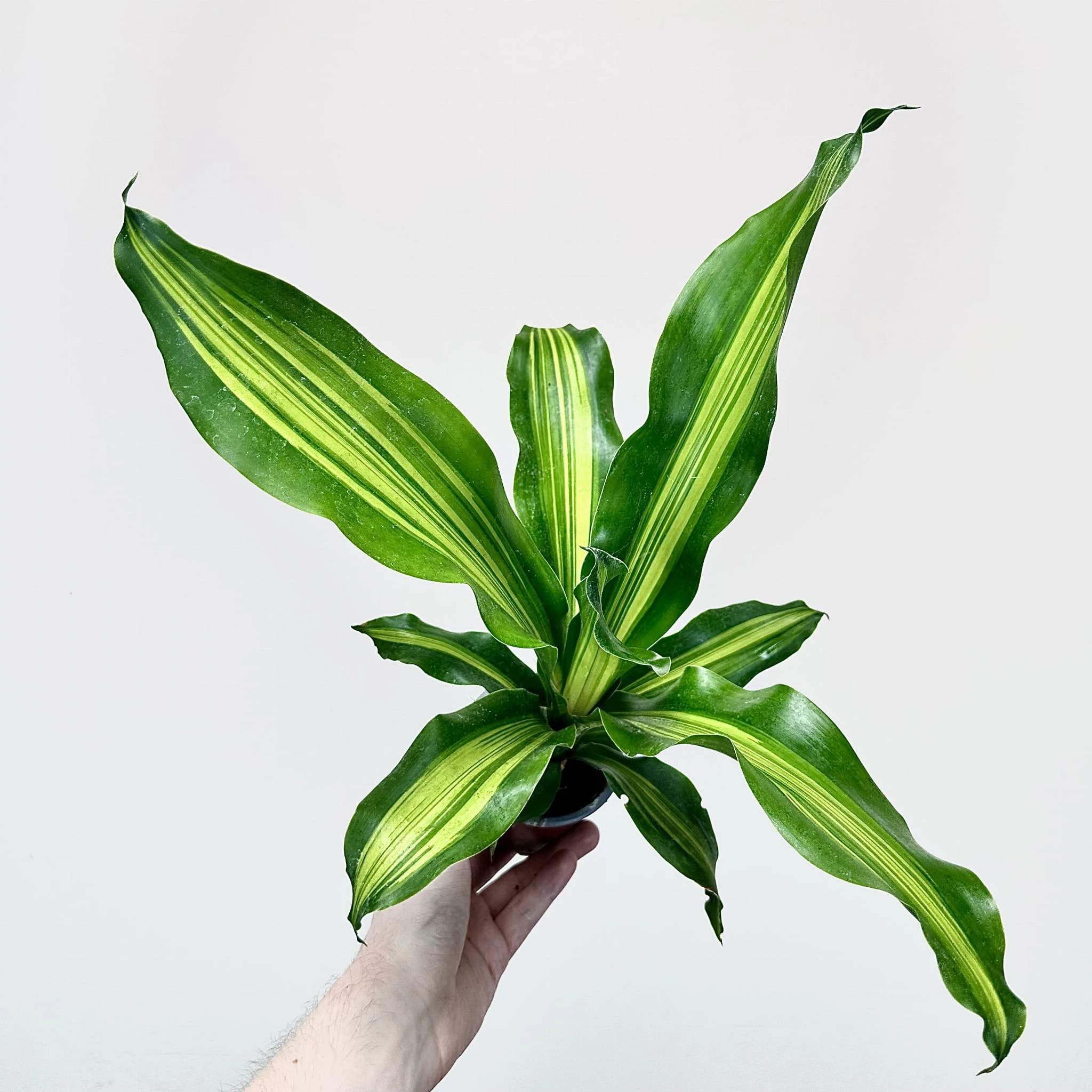 dracena compacta braune spitzen Dracaena 'Compacta'