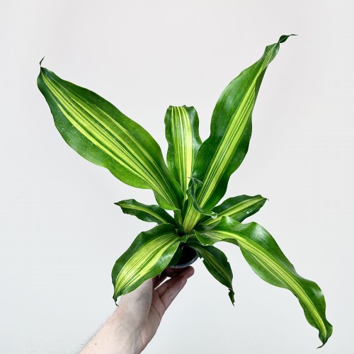 Dracaena Fragrans Burley Dracena Wonna P9 #2