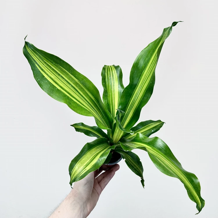 Dracaena Fragrans Burley Dracena Wonna P9 #2