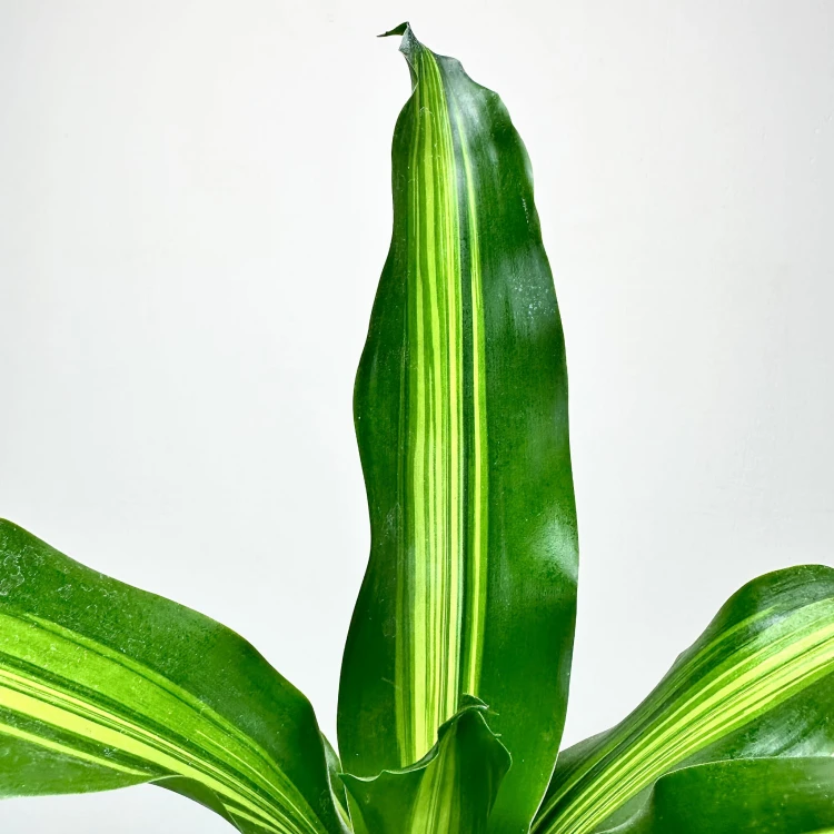 Dracaena Fragrans Burley Dracena Wonna P9 #3
