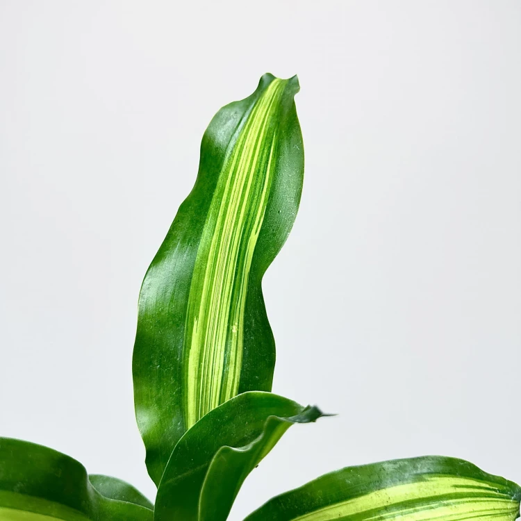 Dracaena Fragrans Burley Dracena Wonna P9 #4