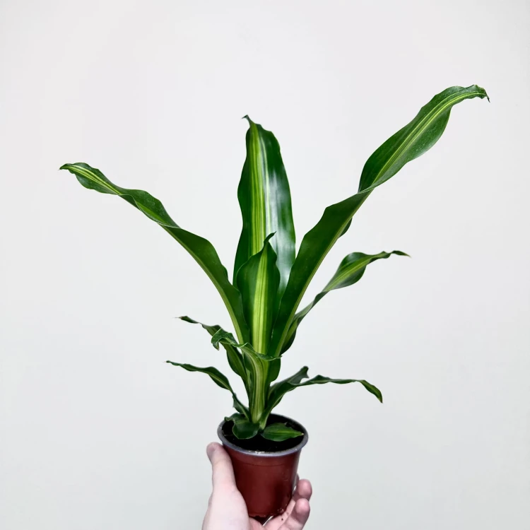 Dracaena Fragrans Burley Dracena Wonna P9 #5
