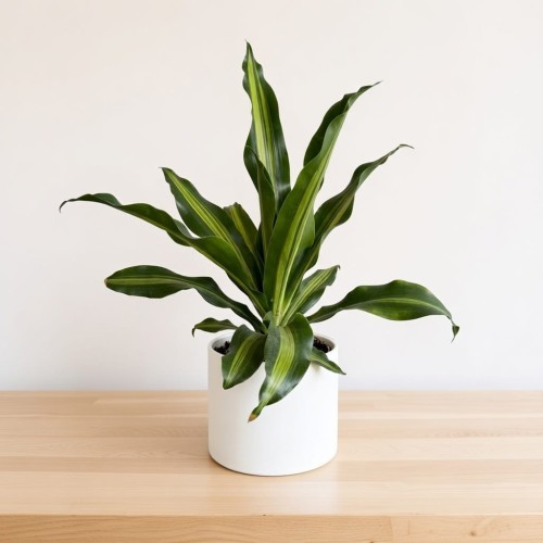 Dracaena Fragrans Burley Dracena Wonna P14 #1