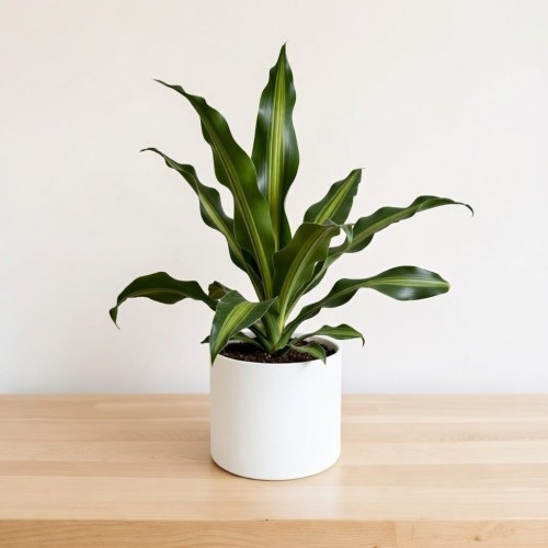 Dracaena Fragrans Burley Dracena Wonna P14 #2