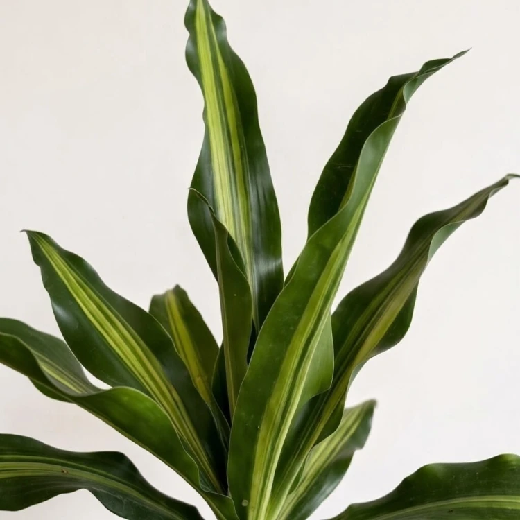 Dracaena Fragrans Burley Dracena Wonna P14 #3