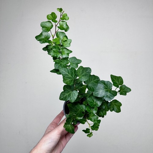 Hedera helix Wonder bluszcz zielony P9 #2