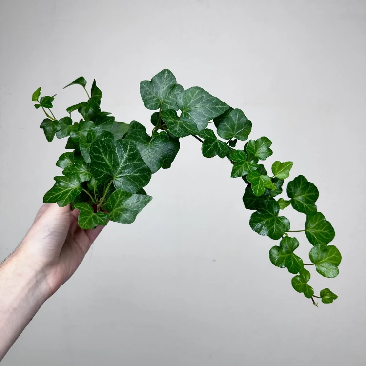 Hedera helix Wonder bluszcz zielony P9 #4