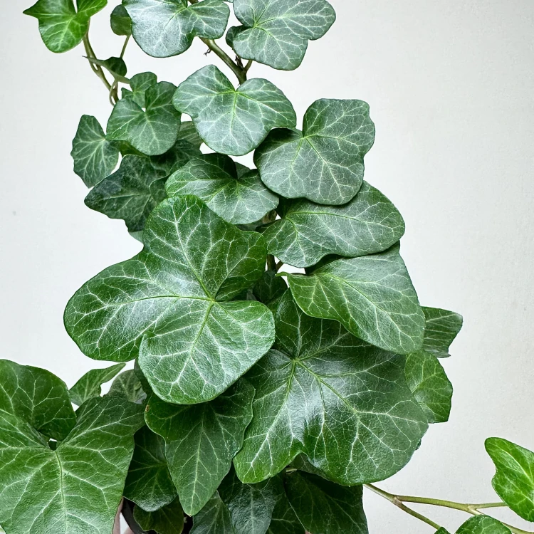 Hedera helix Wonder bluszcz zielony P9 #6