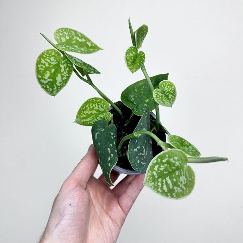 Scindapsus Pictus Argyraeus Scindapsus pstry P9 #1