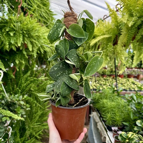 Scindapsus Pictus Argyraeus Scindapsus pstry P14 na paliku #1