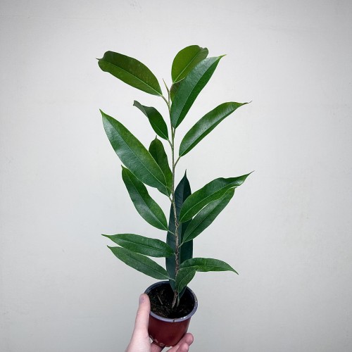 Ficus Amstel King Fikus binnendijkii P9 #2