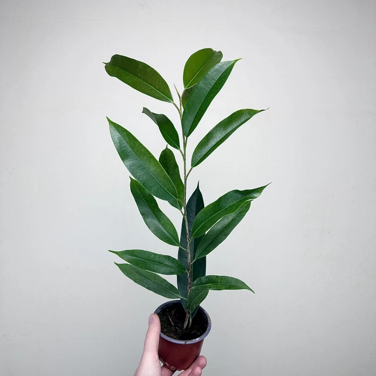 Ficus Amstel King Fikus binnendijkii P9 #2