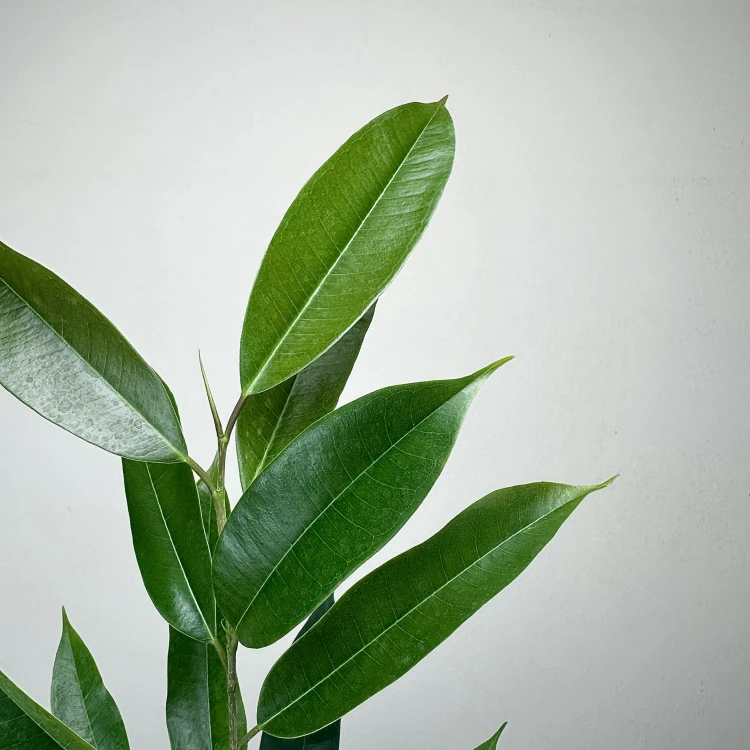 Ficus Amstel King Fikus binnendijkii P9 #3