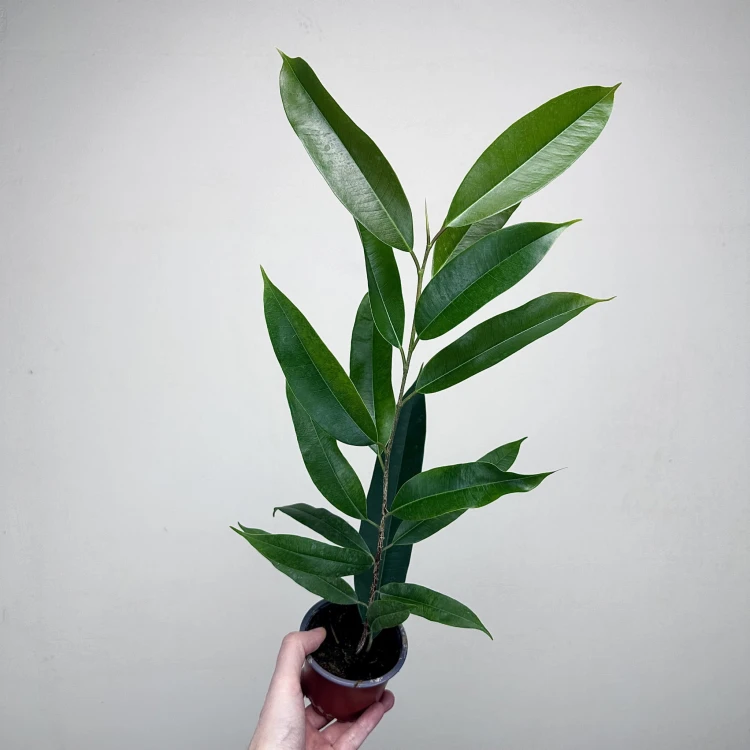 Ficus Amstel King Fikus binnendijkii P9 #4
