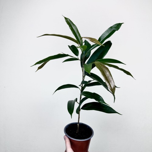 Ficus Amstel King Fikus binnendijkii P13 #1