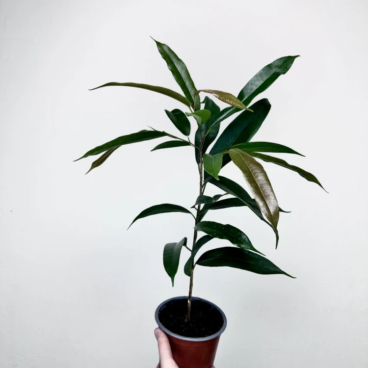 Ficus Amstel King Fikus binnendijkii P13 #1