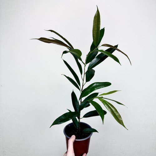 Ficus Amstel King Fikus binnendijkii P13 #2