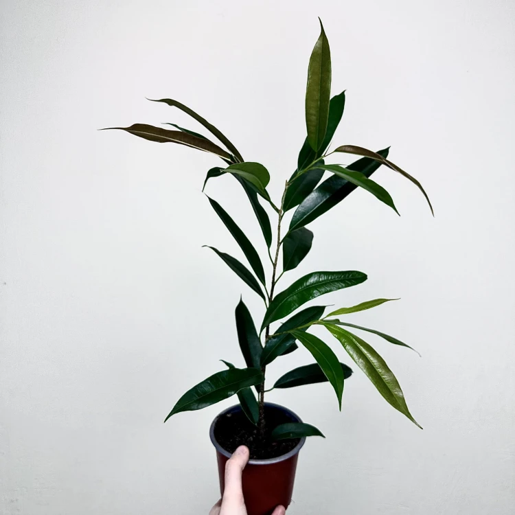 Ficus Amstel King Fikus binnendijkii P13 #2