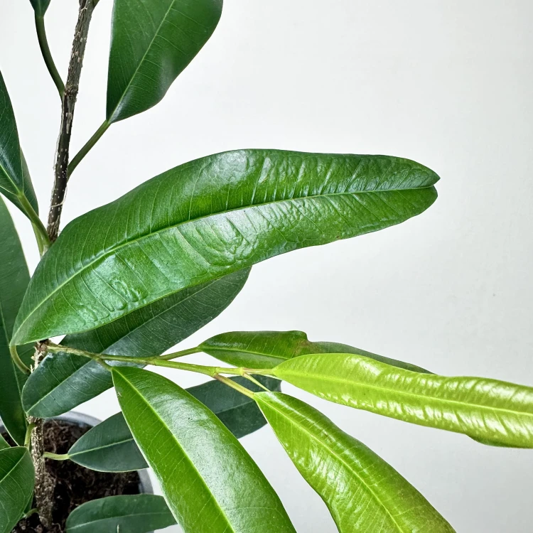 Ficus Amstel King Fikus binnendijkii P13 #4