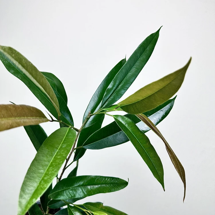 Ficus Amstel King Fikus binnendijkii P13 #5