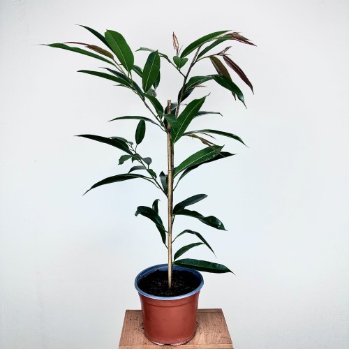 Ficus Amstel King Fikus binnendijkii P19 #1