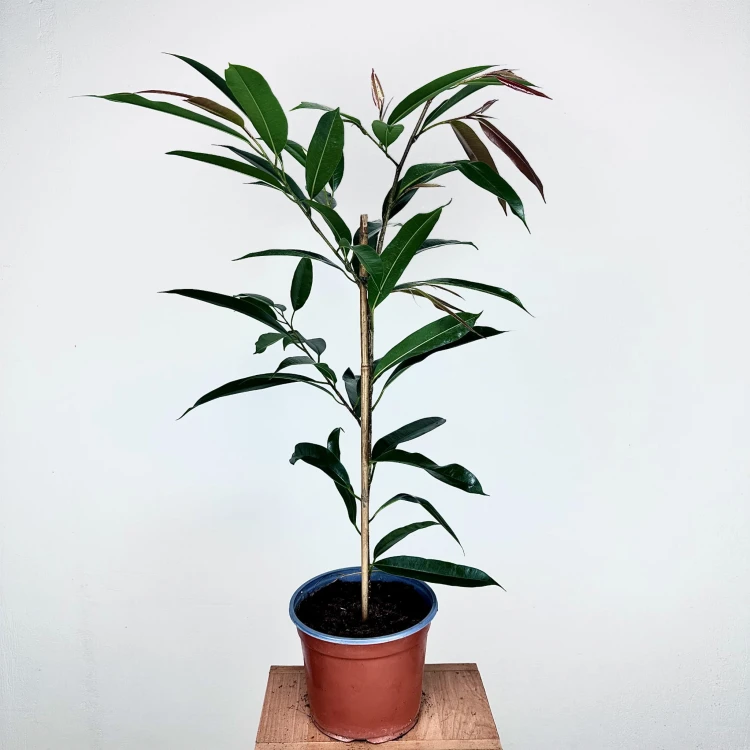 Ficus Amstel King Fikus binnendijkii P19 #1