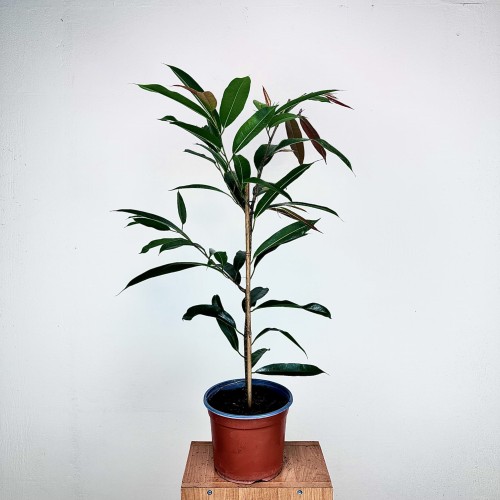 Ficus Amstel King Fikus binnendijkii P19 #2