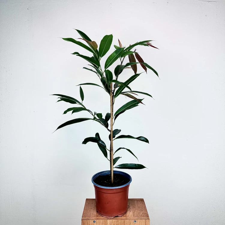 Ficus Amstel King Fikus binnendijkii P19 #2