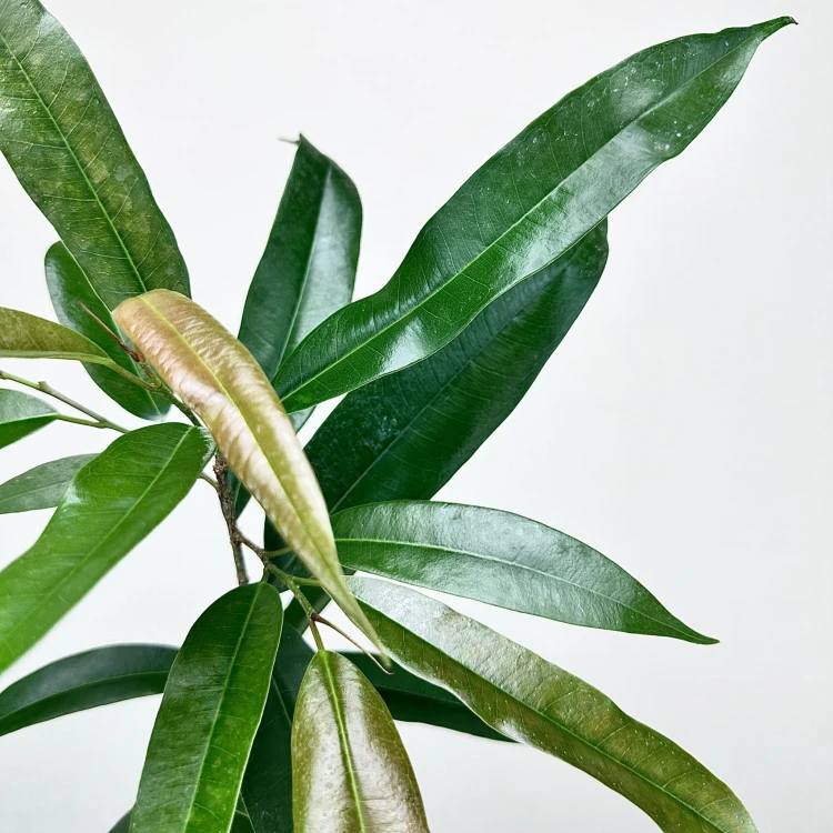Ficus Amstel King Fikus binnendijkii P19 #3