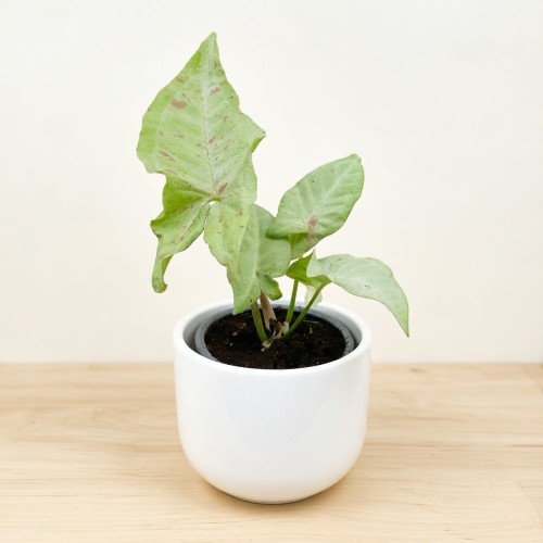Syngonium Milk Confetti Zroślicha P9 #1