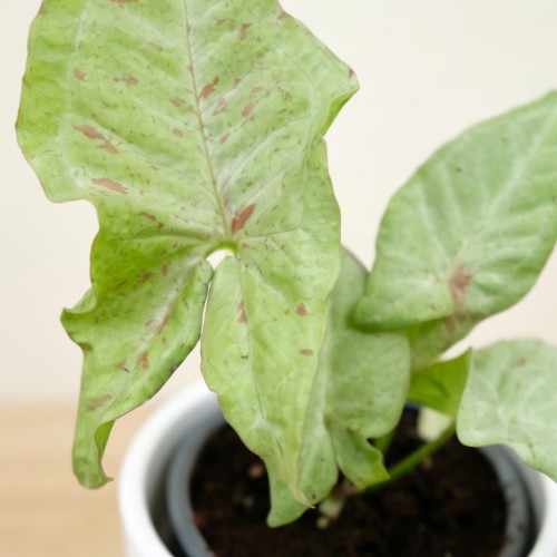 Syngonium Milk Confetti Zroślicha P9 #2