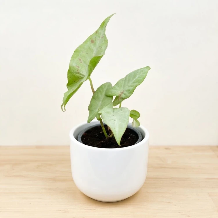 Syngonium Milk Confetti Zroślicha P9 #3
