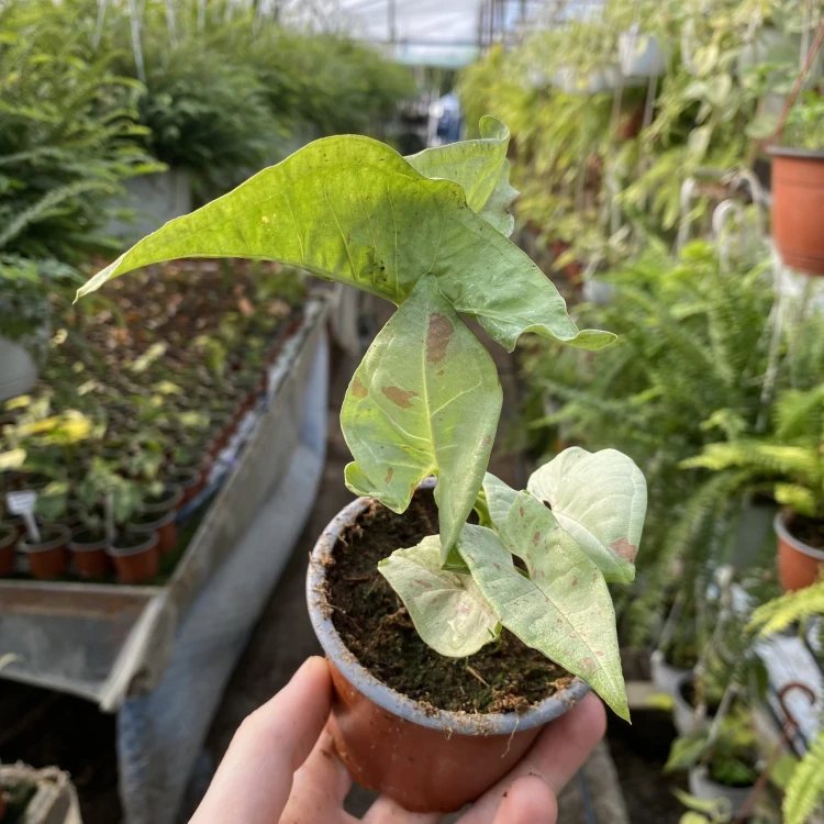Syngonium Milk Confetti Zroślicha P9 #5