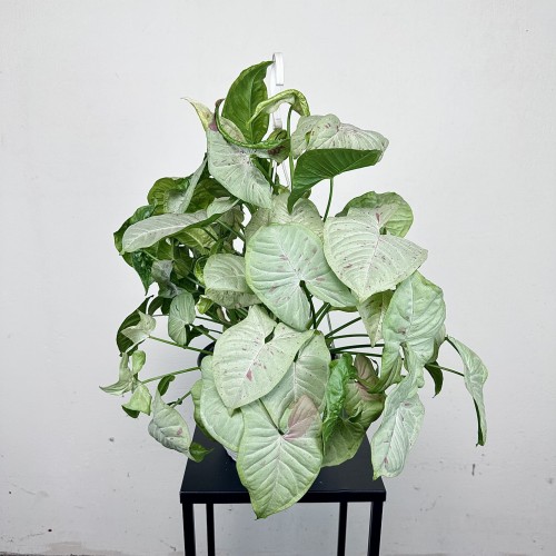 Syngonium Milk Confetti Zroślicha P19 wisząca #1