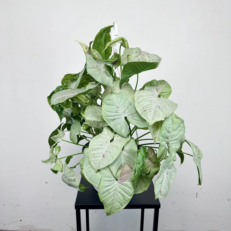 Syngonium Milk Confetti Zroślicha P19 wisząca #1