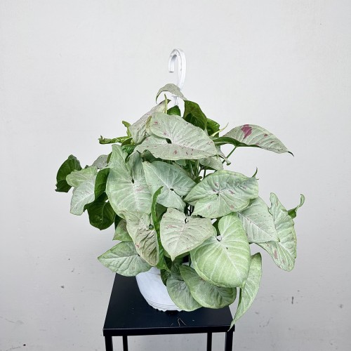 Syngonium Milk Confetti Zroślicha P19 wisząca #2