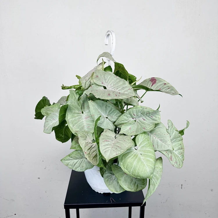 Syngonium Milk Confetti Zroślicha P19 wisząca #2