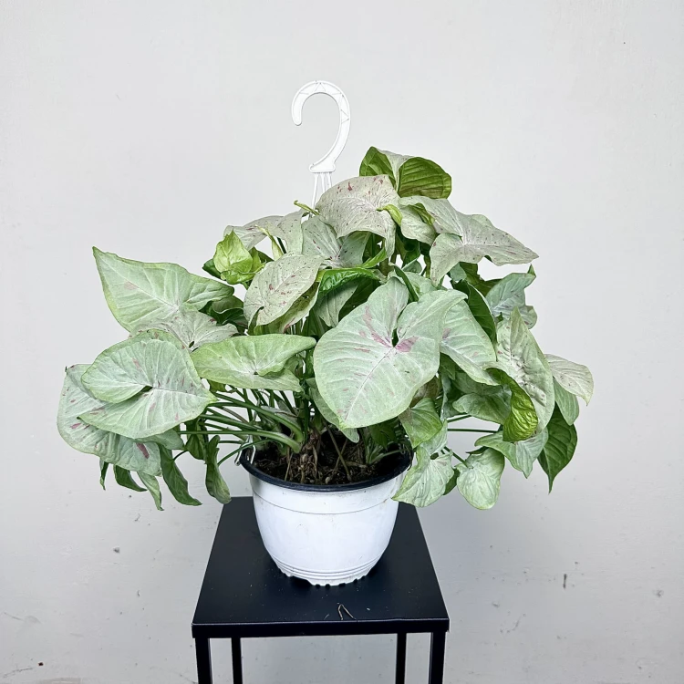 Syngonium Milk Confetti Zroślicha P19 wisząca #3