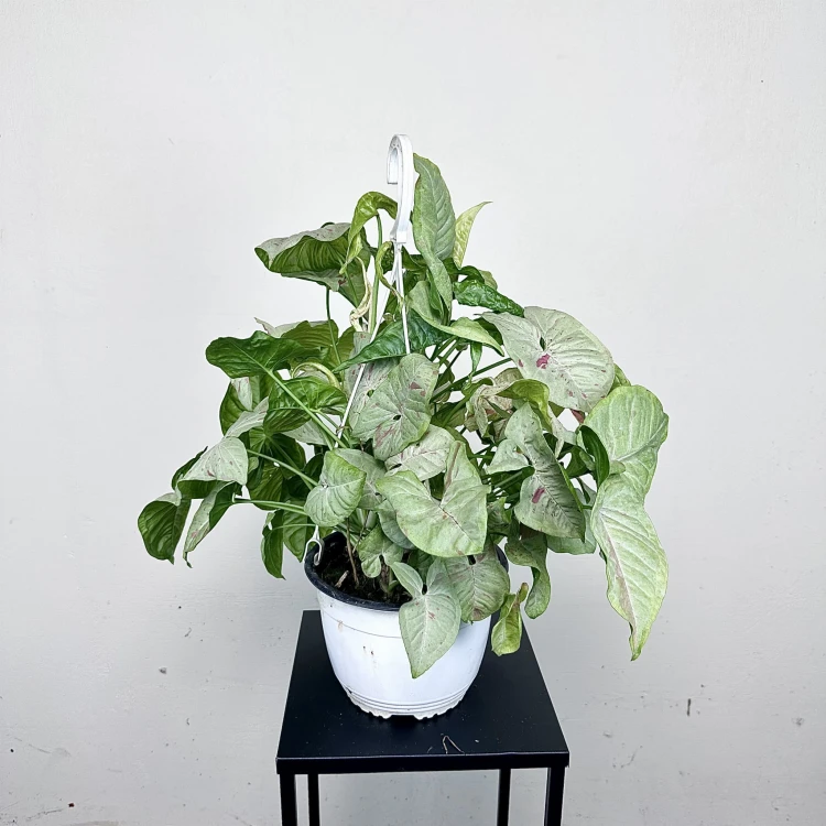 Syngonium Milk Confetti Zroślicha P19 wisząca #4