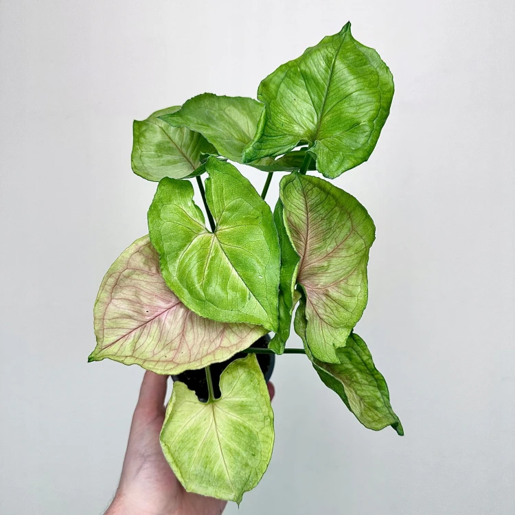 Syngonium Dang Rasamee Tong Zroślicha P9 #1