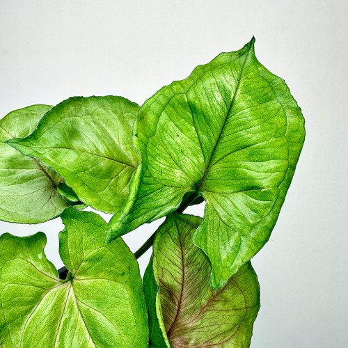 Syngonium Dang Rasamee Tong Zroślicha P9 #2
