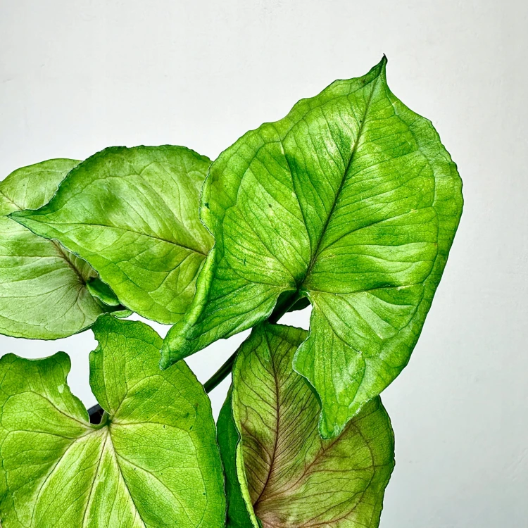 Syngonium Dang Rasamee Tong Zroślicha P9 #2