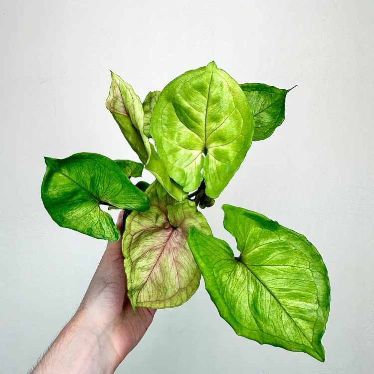 Syngonium Dang Rasamee Tong Zroślicha P9 #3